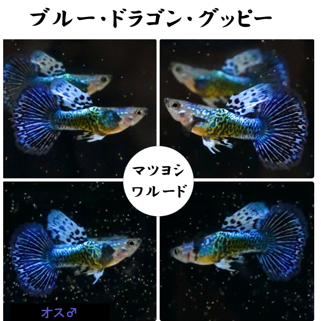 ブルードラゴングッピー ハーフムーン